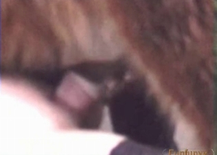 Sensual bestial scene with a zoophile