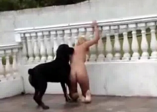Black young dog and blonde