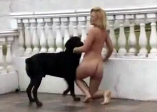 Black young dog and blonde