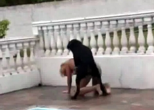 Black young dog and blonde