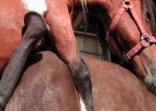 Horse dicks zoo porn compilation