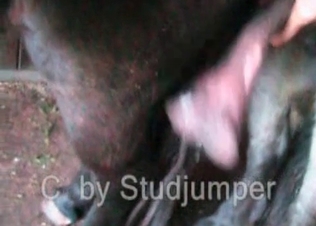 Horse dicks zoo porn compilation