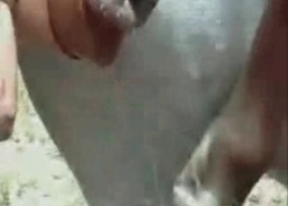 Horse dicks zoo porn compilation