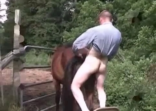 Horse is being pounded in anal
