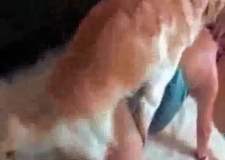 Crazy animal anal sex at the farm