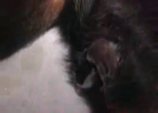 Small asshole of a dog is so cute