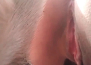 Pierced pussy is being fucked by dog