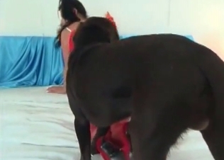 Trained hound fucks like a pro