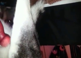 Cutie is wanking her dog's dick