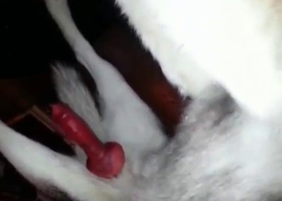 Cutie is wanking her dog's dick