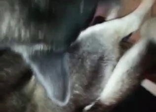 Cutie is wanking her dog's dick