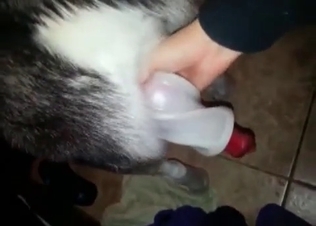 Cutie is wanking her dog's dick