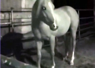 Truly sweet enjoyable bestiality