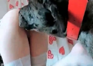 Dark-haired cutie enjoys dog sex