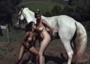 Horse fuckers and their stallion