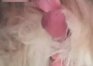 Hairy white doggy and a hot blonde