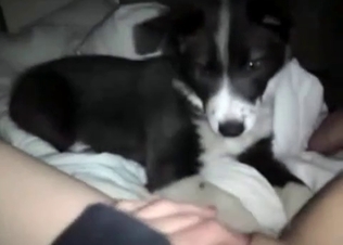 Husky is playing with a pussy