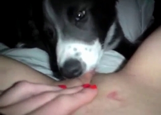 Husky is playing with a pussy