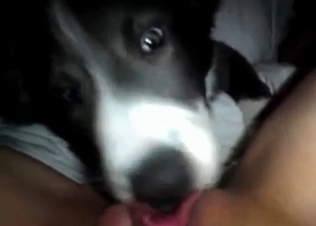 Husky is playing with a pussy