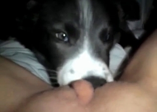 Husky is playing with a pussy
