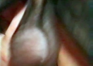 Doberman is really enjoying zoo porn