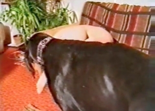 Doberman is really enjoying zoo porn