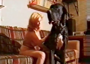 Doberman is really enjoying zoo porn