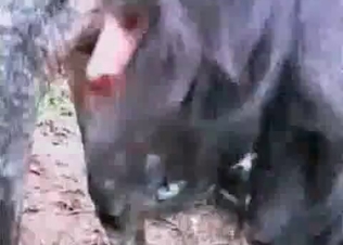 Brutal action with a massive animal cock