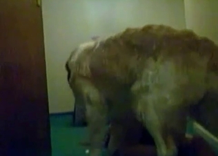 Trained doggy is enjoying filthy sex