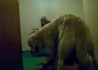 Trained doggy is enjoying filthy sex