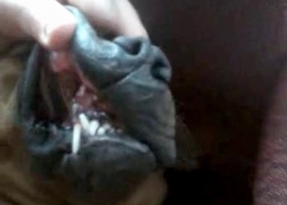 Anal action for a sexy doggy