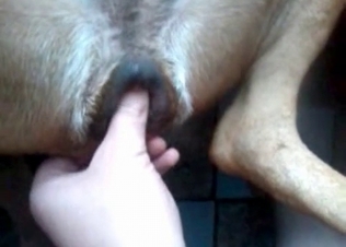 Anal action for a sexy doggy