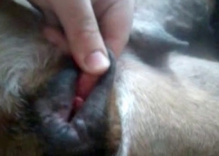 Anal action for a sexy doggy