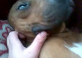 Anal action for a sexy doggy