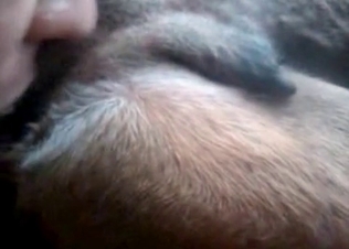 Anal action for a sexy doggy