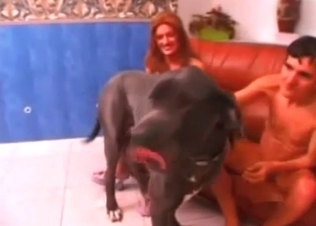 Couple is playing with a boxer