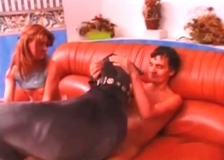 Couple is playing with a boxer