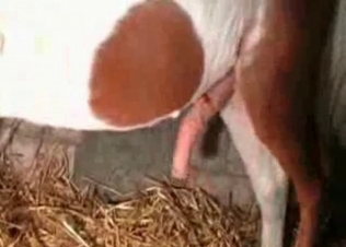 Awesome slut and her hot stallion