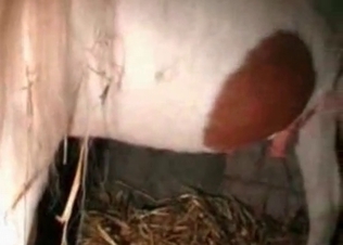 Awesome slut and her hot stallion