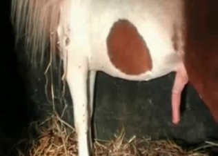 Awesome slut and her hot stallion