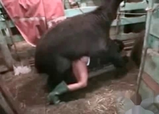 Amazing cutie is playing with a dog