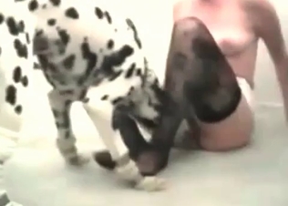British Dalmatian enjoys nasty sex