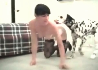 British Dalmatian enjoys nasty sex