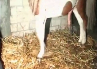 Stallion in the stunning zoo porn