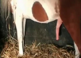 Stallion in the stunning zoo porn