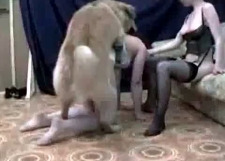 Hound and brunette in the bedroom