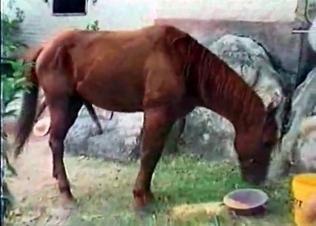 Hardcore sex with a spicy horse