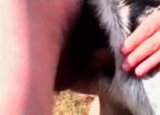 Animal sex in the anal style