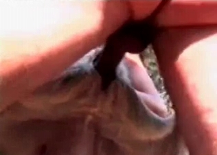 Animal sex in the anal style
