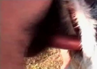 Animal sex in the anal style